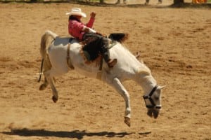 Calgary Stampede Rodeo