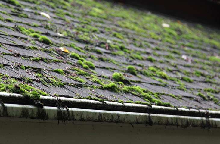 home buyer tips moss roof red flags to look out for