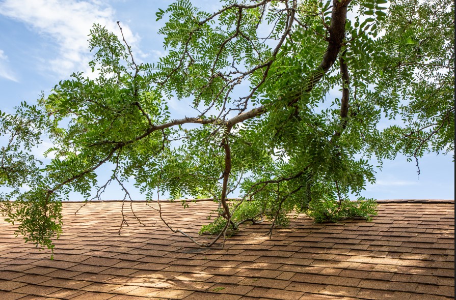 how to winterize your house - trimming tree branches